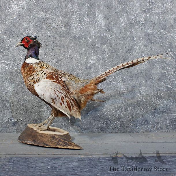 Ringneck Pheasant Bird Mount #11739 For Sale @ The Taxidermy Store