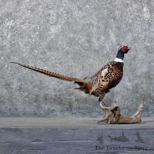 Ringneck Pheasant Bird Mount #11741 For Sale @ The Taxidermy Store