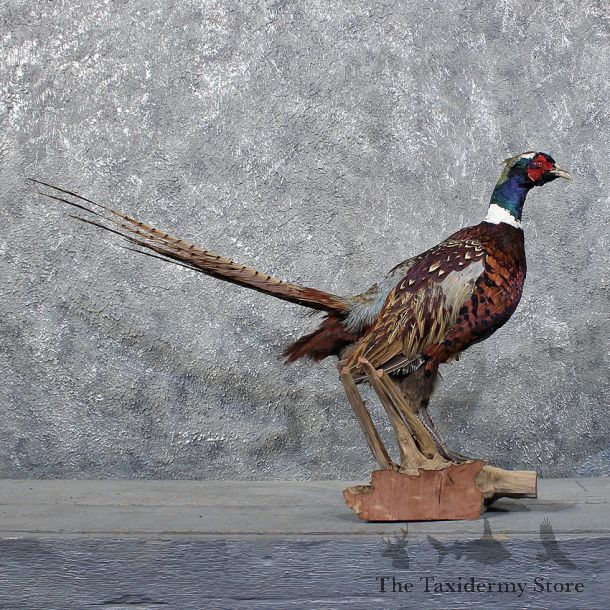 Ringneck Pheasant Bird Mount #11743 For Sale @ The Taxidermy Store