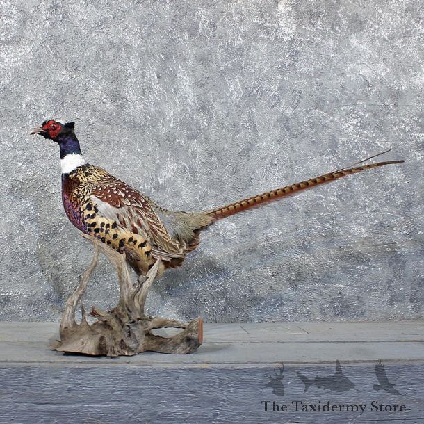 Ringneck Pheasant Bird Mount #11744 For Sale @ The Taxidermy Store