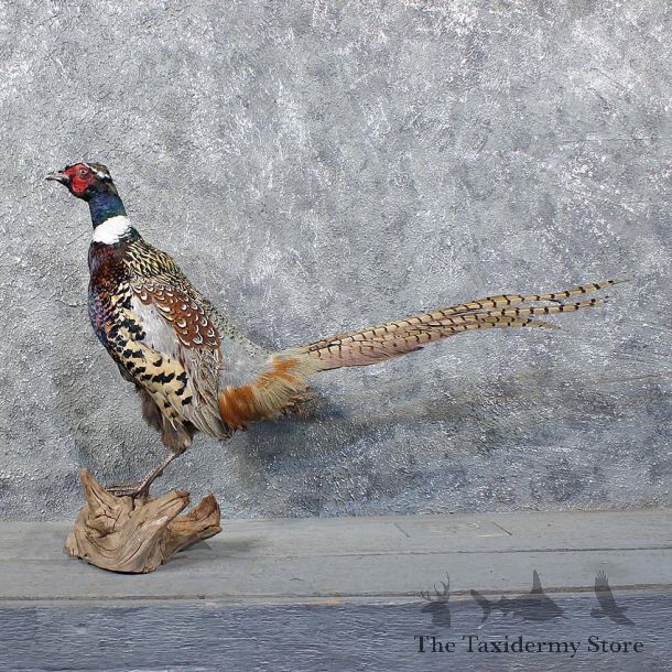 Ringneck Pheasant Bird Mount #11745 For Sale @ The Taxidermy Store