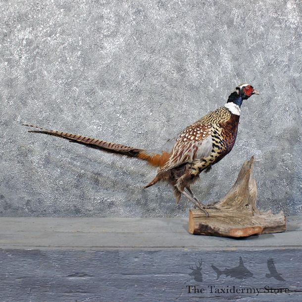 Ringneck Pheasant Bird Mount #11746 For Sale @ The Taxidermy Store