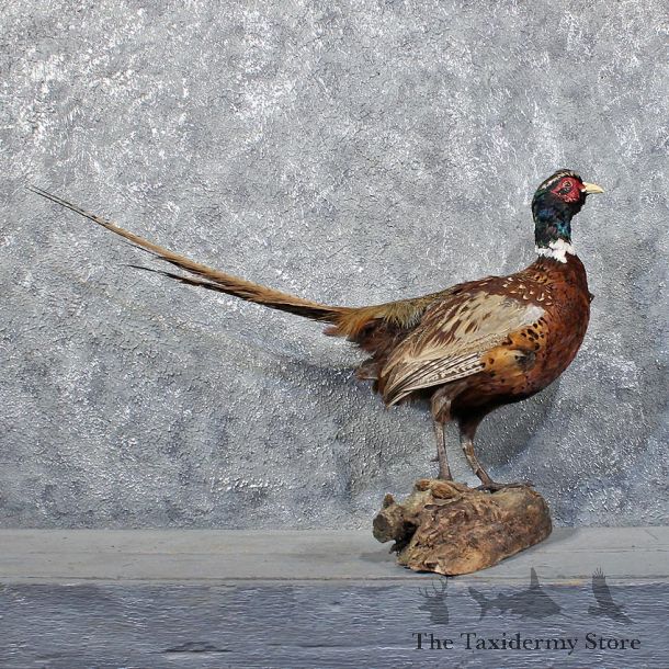 Ringneck Pheasant Bird Mount #11748 For Sale @ The Taxidermy Store