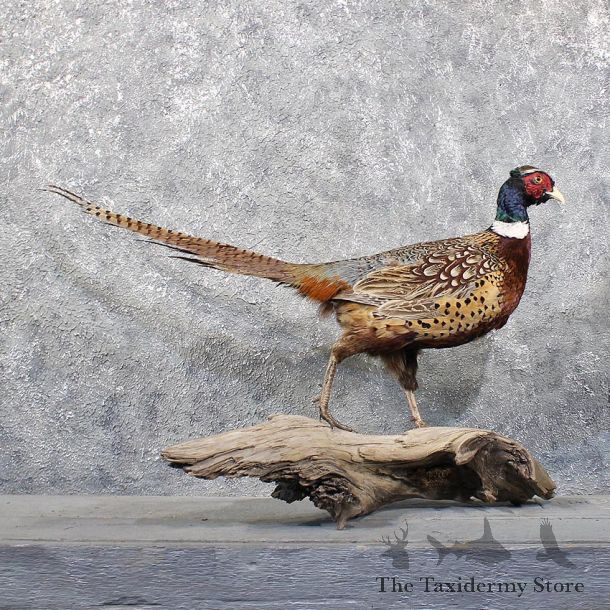 Ringneck Pheasant Bird Mount #11749 For Sale @ The Taxidermy Store