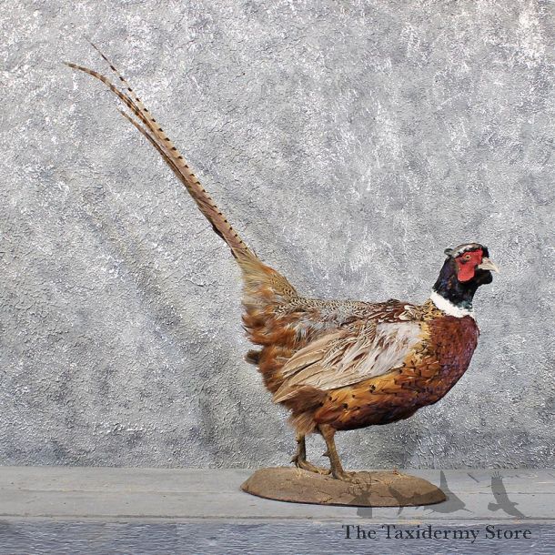 Ringneck Pheasant Bird Mount #11750 For Sale @ The Taxidermy Store