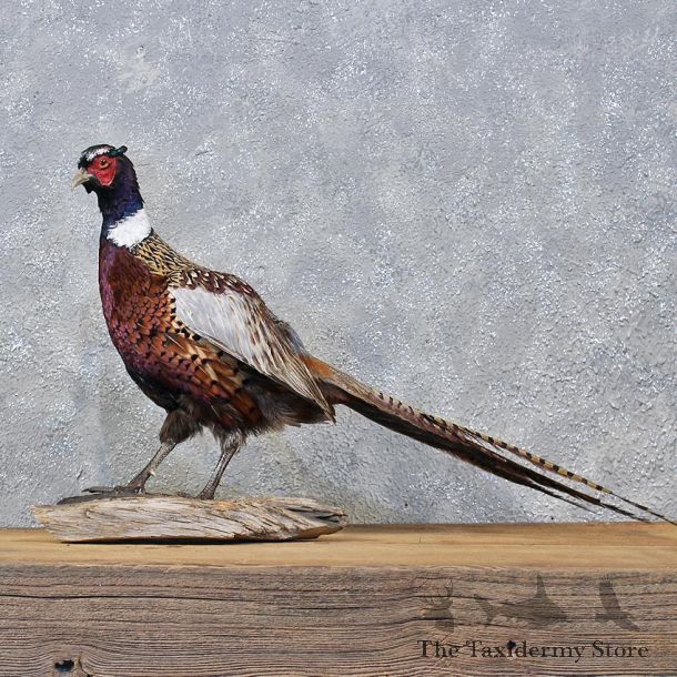 Ringneck Pheasant Bird Mount #11973 For Sale @ The Taxidermy Store