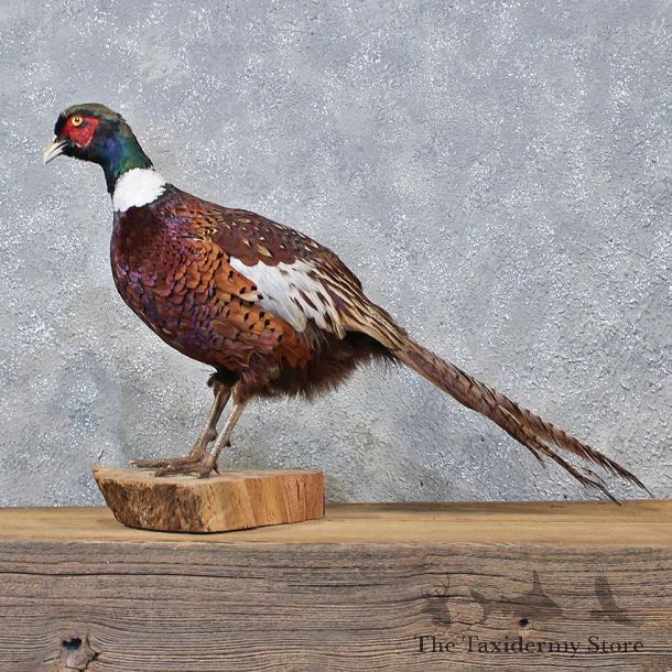Ringneck Pheasant Bird Mount #11974 For Sale @ The Taxidermy Store