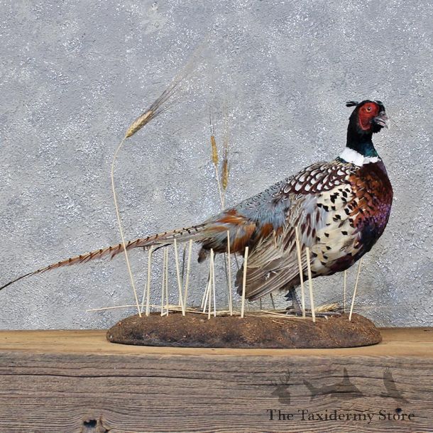 Ringneck Pheasant Bird Mount #11976 For Sale @ The Taxidermy Store