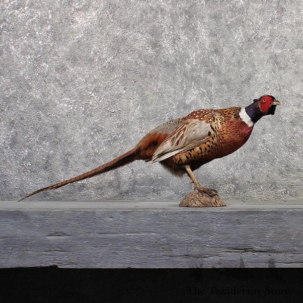 Ringneck Pheasant Bird Mount #11484 - For Sale - The Taxidermy Store