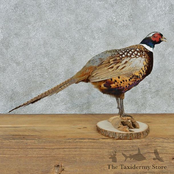 Ringneck Pheasant Bird Mount #12562 For Sale @ The Taxidermy Store