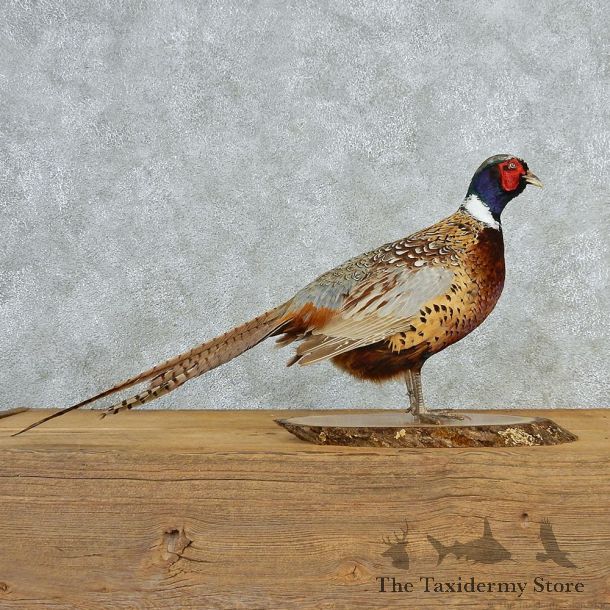 Ringneck Pheasant Taxidermy Bird Mount #12692 For Sale @ The Taxidermy Store