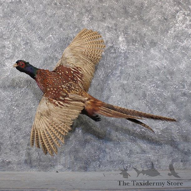 Ringneck Pheasant Bird Mount #11860 - The Taxidermy Store
