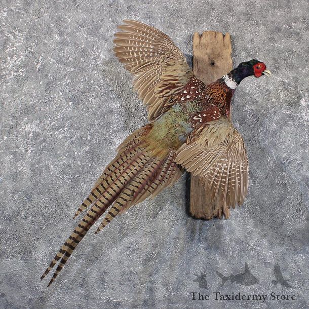 Ringneck Pheasant Bird Mount #11861 For Sale @ The Taxidermy Store