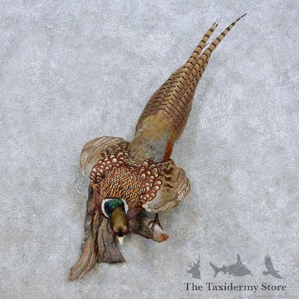 Perched Ringneck Pheasant Mount For Sale #14249 @ The Taxidermy Store