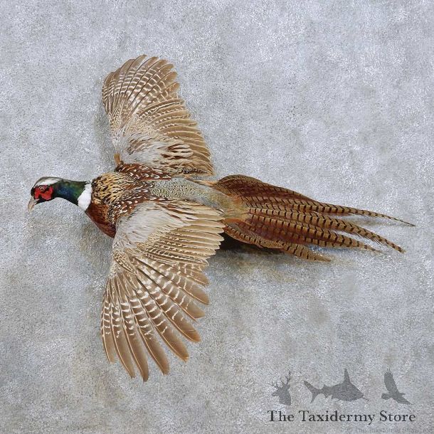 Flying Ringneck Pheasant Mount For Sale #14252 @ The Taxidermy Store