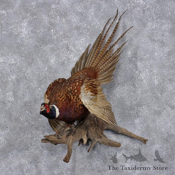Ringneck Pheasant Bird Mount #12385 For Sale @ The Taxidermy Store
