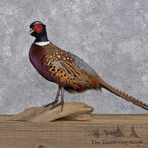 Ringneck Pheasant Bird Mount #12387 For Sale @ The Taxidermy Store
