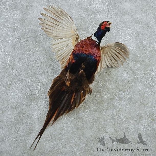 Ringneck Pheasant Bird Mount #11649 For Sale @ The Taxidermy Store