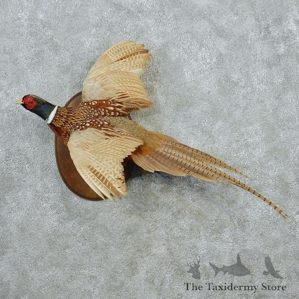Ringneck Pheasant Bird Mount #12650 For Sale @ The Taxidermy Store