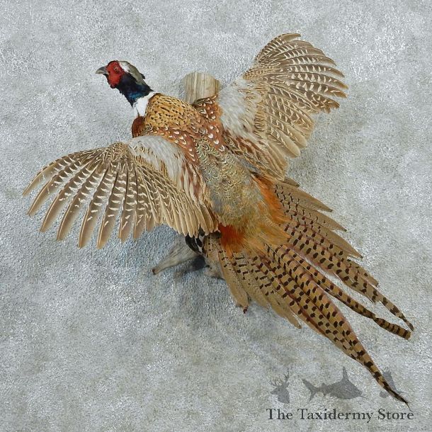 Ringneck Pheasant Taxidermy Bird Mount #12651 For Sale @ The Taxidermy Store
