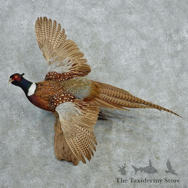 Ringneck Pheasant Bird Mount #11653 For Sale @ The Taxidermy Store