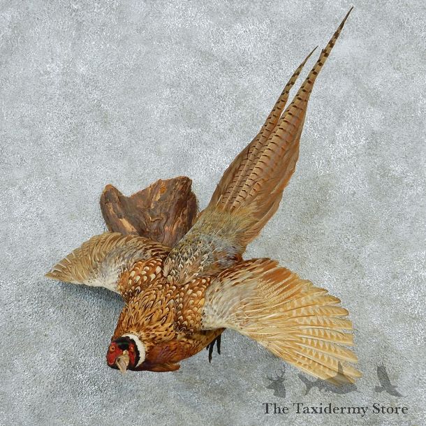 Ringneck Pheasant Taxidermy Bird Mount #12654 For Sale @ The Taxidermy Store