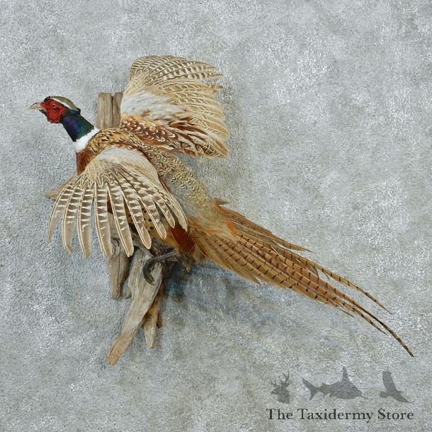 Ringneck Pheasant Taxidermy Bird Mount #12655 For Sale @ The Taxidermy Store