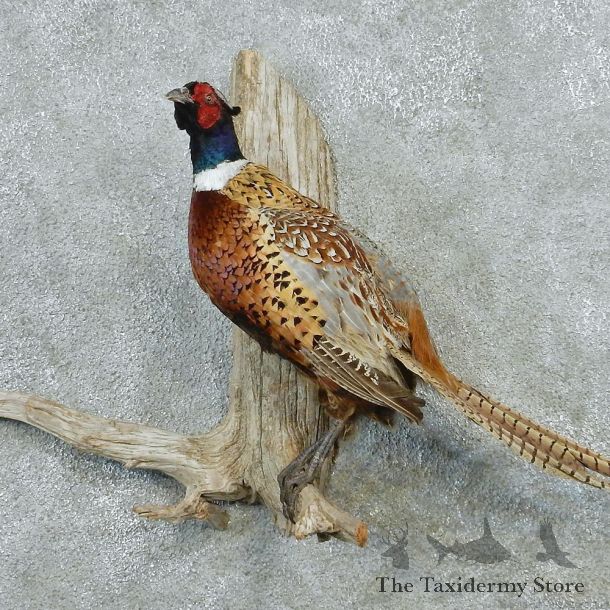 Ringneck Pheasant Taxidermy Bird Mount #12658 For Sale @ The Taxidermy Store