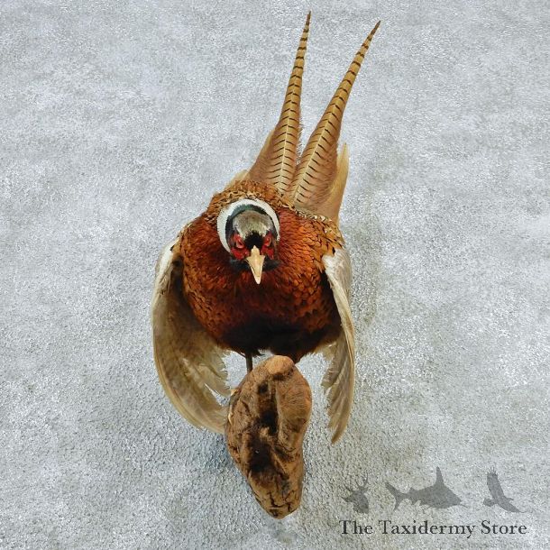 Ringneck Pheasant Taxidermy Bird Mount #12660 For Sale @ The Taxidermy Store