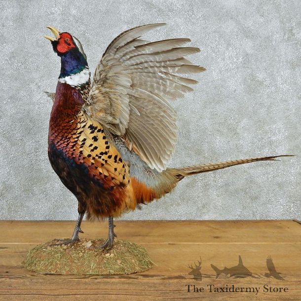 Cackling Ringneck Pheasant Taxidermy Bird Mount #12698 For Sale @ The Taxidermy Store