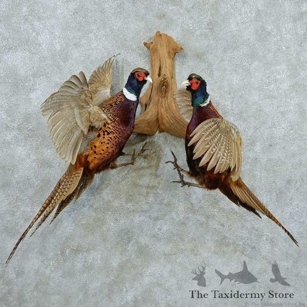 Ringneck Pheasants Life Size Taxidermy Mount #13327 For Sale @ The Taxidermy Store