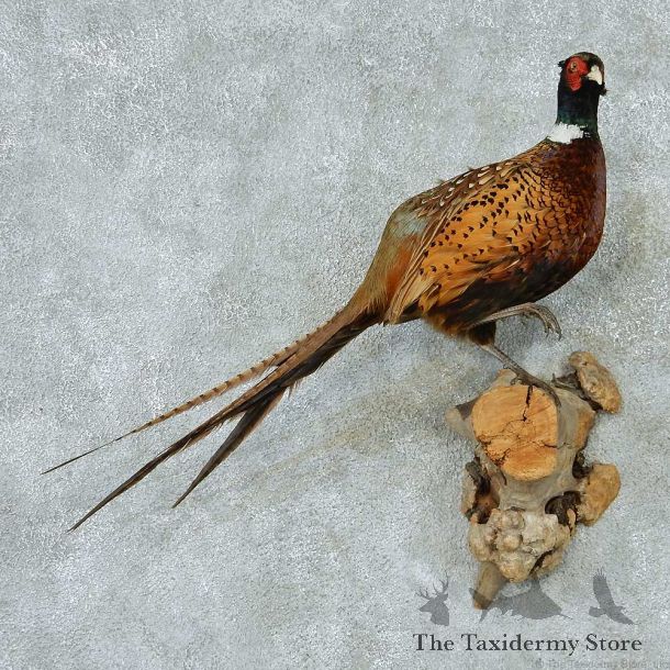 Ringneck Pheasants Life Size Taxidermy Mount #13329 For Sale @ The Taxidermy Store