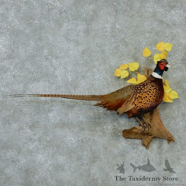 Ringneck Pheasants Life Size Taxidermy Mount #13330 For Sale @ The Taxidermy Store