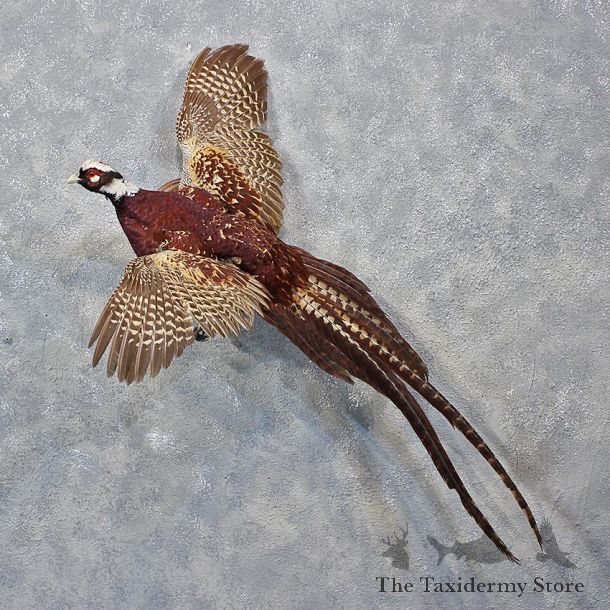 Ringneck Cross Pheasant Mount #12241 For Sale @ The Taxidermy Store