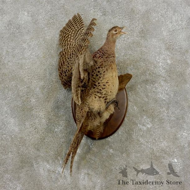 Ringneck Hen Pheasant Bird Mount For Sale #17377 @ The Taxidermy Store