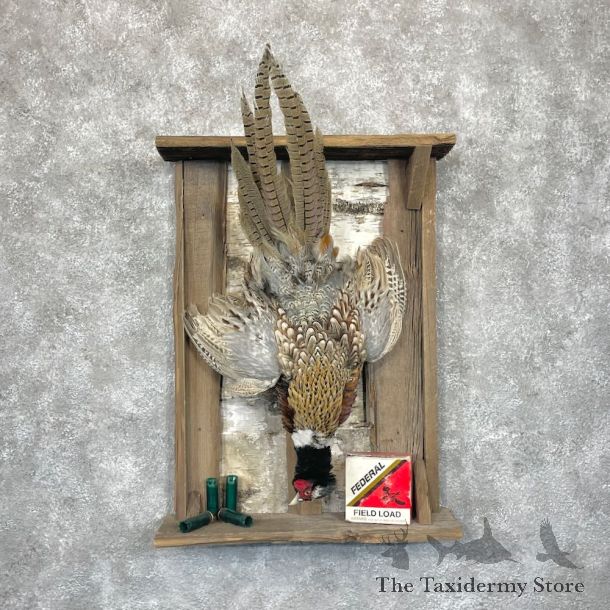 Ringneck Pheasant Bird Display For Sale #28256 @ The Taxidermy Store