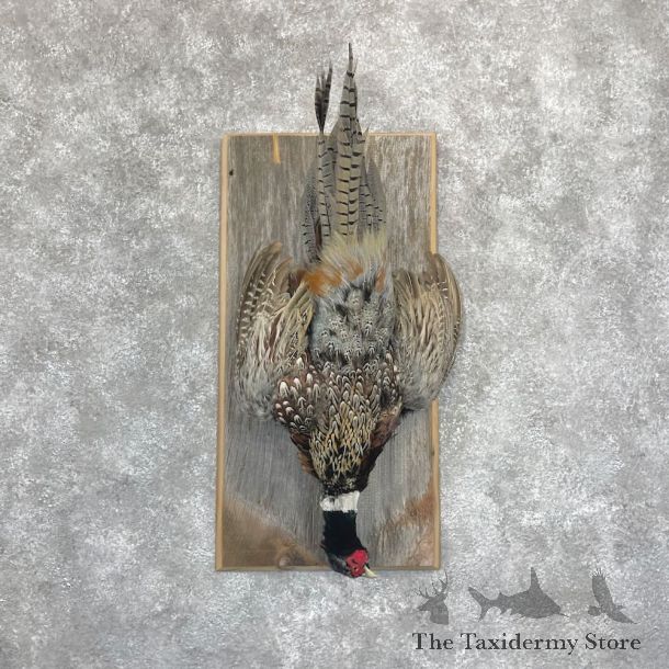 Ringneck Pheasant Bird Display For Sale #28257 @ The Taxidermy Store