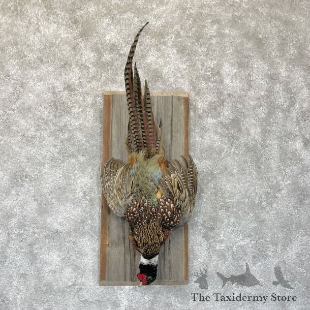 Ringneck Pheasant Bird Display For Sale #28289 @ The Taxidermy Store