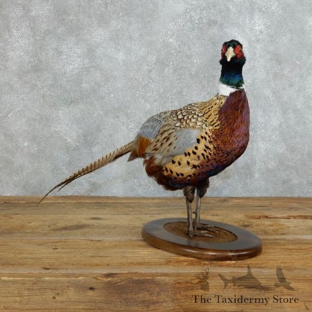 Ringneck Pheasant Bird Mount For Sale #18366 @ The Taxidermy Store