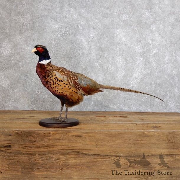 Ringneck Pheasant Bird Mount For Sale #18562 @ The Taxidermy Store