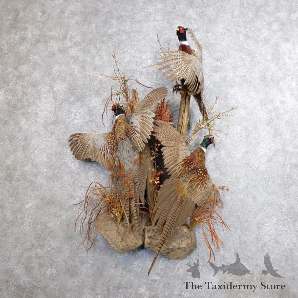 Ringneck Pheasant Bird Mount For Sale #18619 - The Taxidermy Store