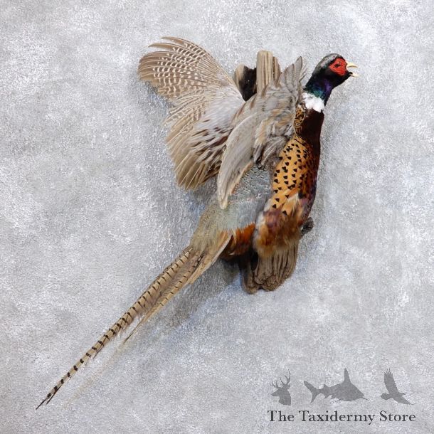 Ringneck Pheasant Bird Mount For Sale #18657 @ The Taxidermy Store