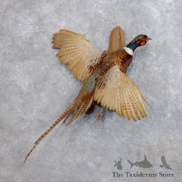 Ringneck Pheasant Bird Mount For Sale #18678 @ The Taxidermy Store
