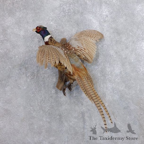 Ringneck Pheasant Bird Mount For Sale #18679 @ The Taxidermy Store