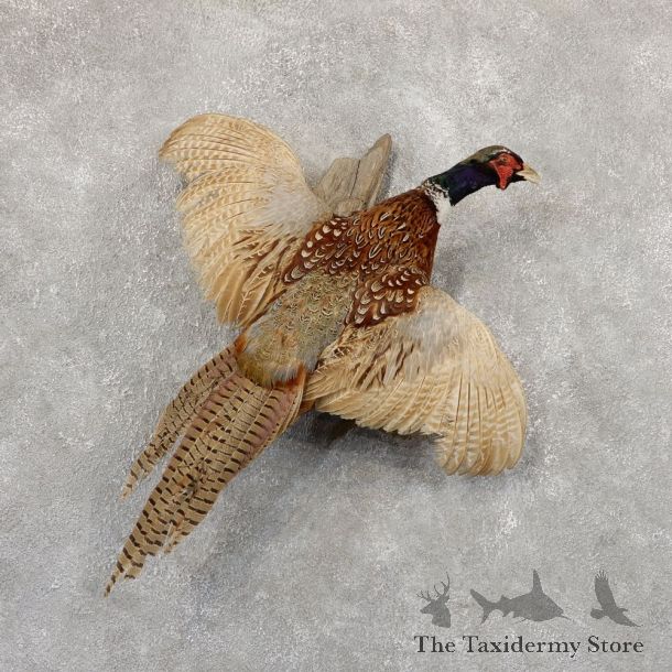 Ringneck Pheasant Bird Mount For Sale #18919 @ The Taxidermy Store