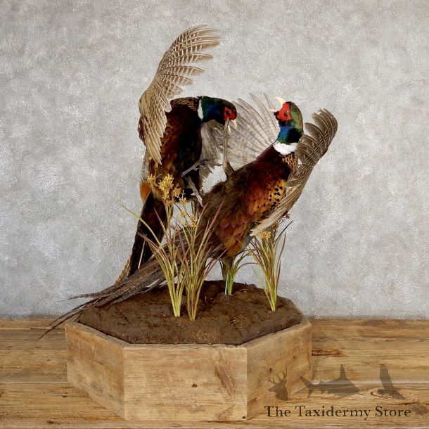 Ringneck Pheasant Bird Mount For Sale #19045 - The Taxidermy Store