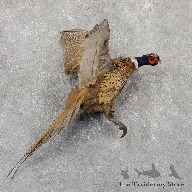 Ringneck Pheasant Bird Mount For Sale #19337 @ The Taxidermy Store