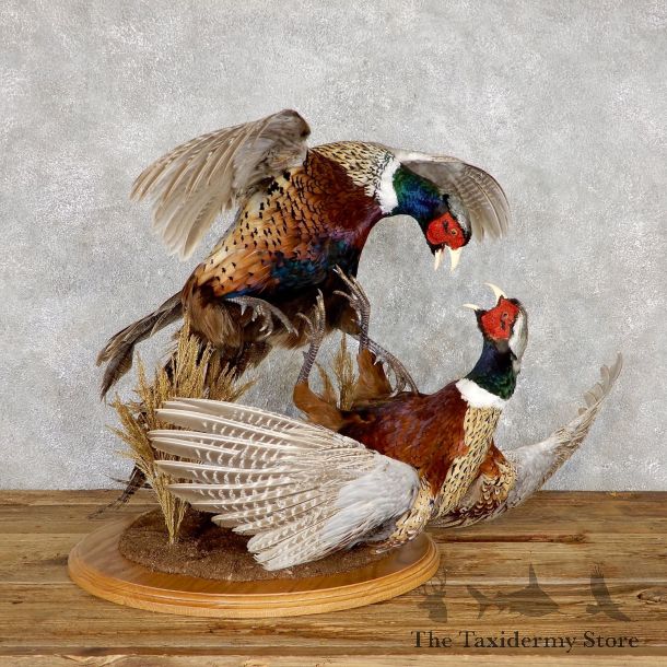 Ringneck Pheasant Bird Mount For Sale #19470 - The Taxidermy Store