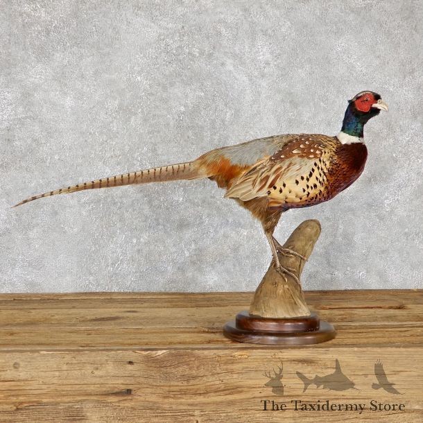 Ringneck Pheasant Bird Mount For Sale #19471 @ The Taxidermy Store