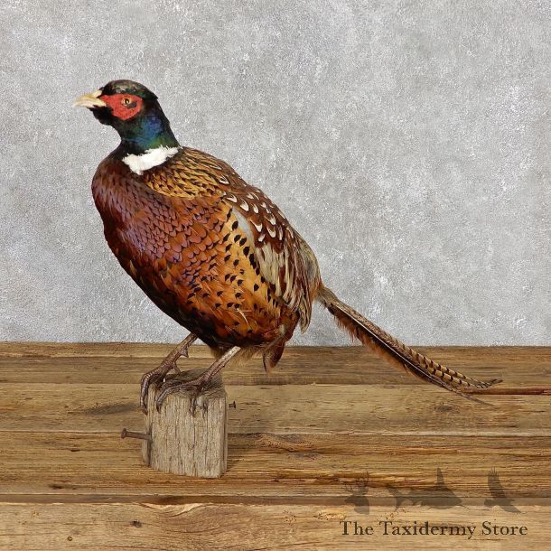 Ringneck Pheasant Bird Mount For Sale #19472 @ The Taxidermy Store